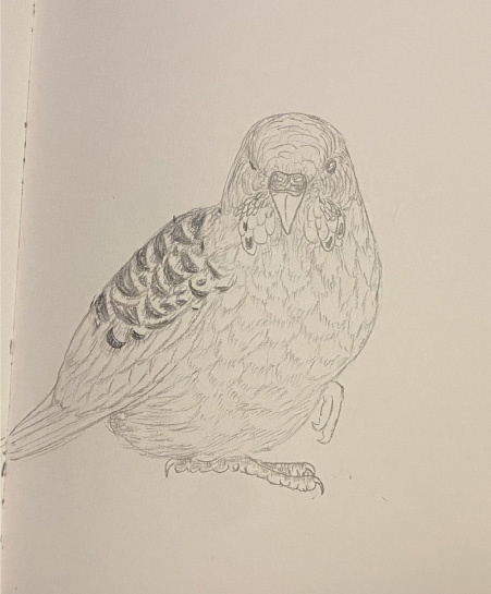 Realistic Drawings: Budgie Parakeet