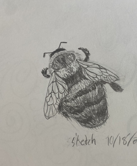 Realistic Drawing-Bee