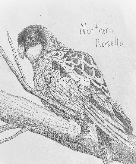 Realistic Drawings Northern Rosella